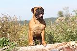 BULLMASTIFF 023